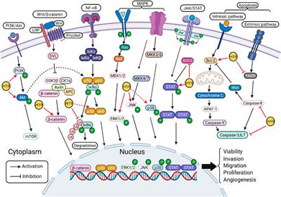 Long Noncoding RNA H19: A Novel Therapeutic Target Emerging in Oncology Via Regulating Oncogenic Signaling Pathways